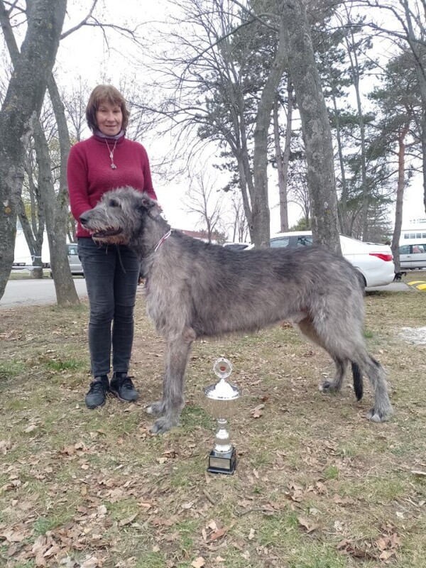 Arion - Best Irish wolfhound male in 2021